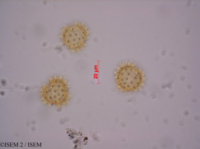 Stevia obovata - lame n° 29156